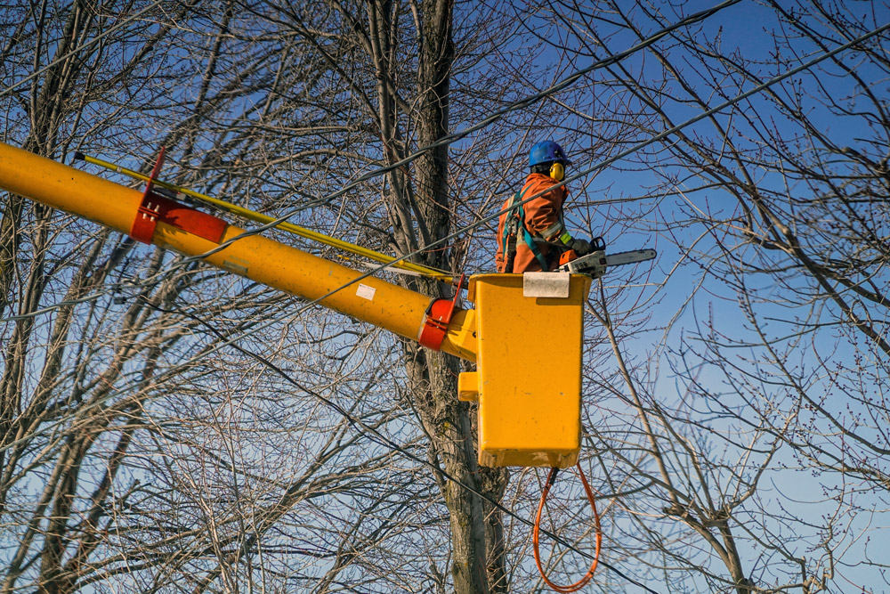business insurance for tree service