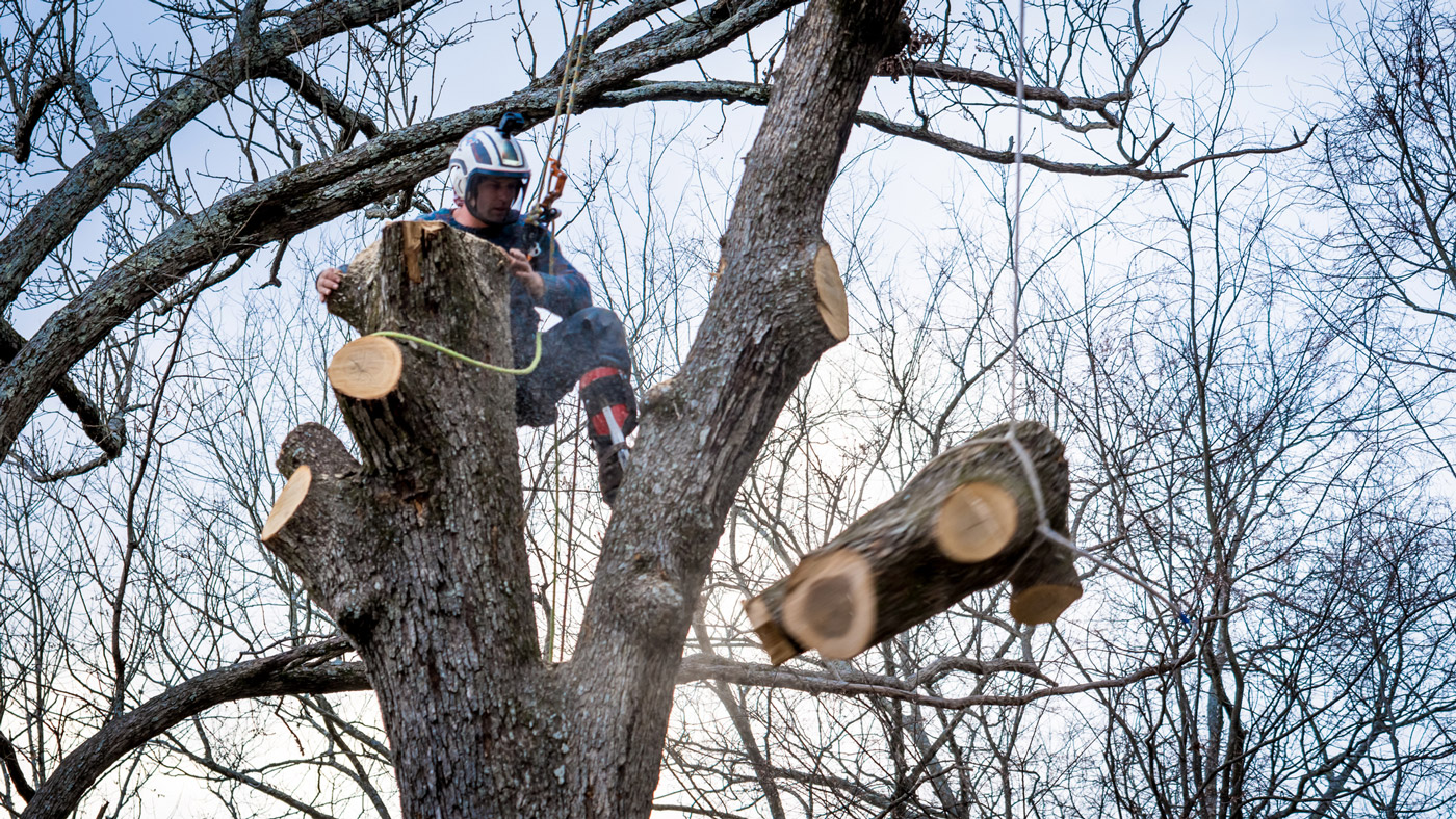Tree Service Insurance Requirements